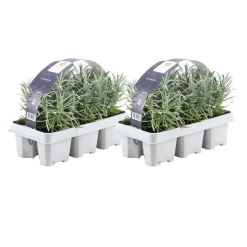 Plants By Frank - 12x Lavendel Planten - Tuinplanten - Lilablauw - Pot 7 Cm