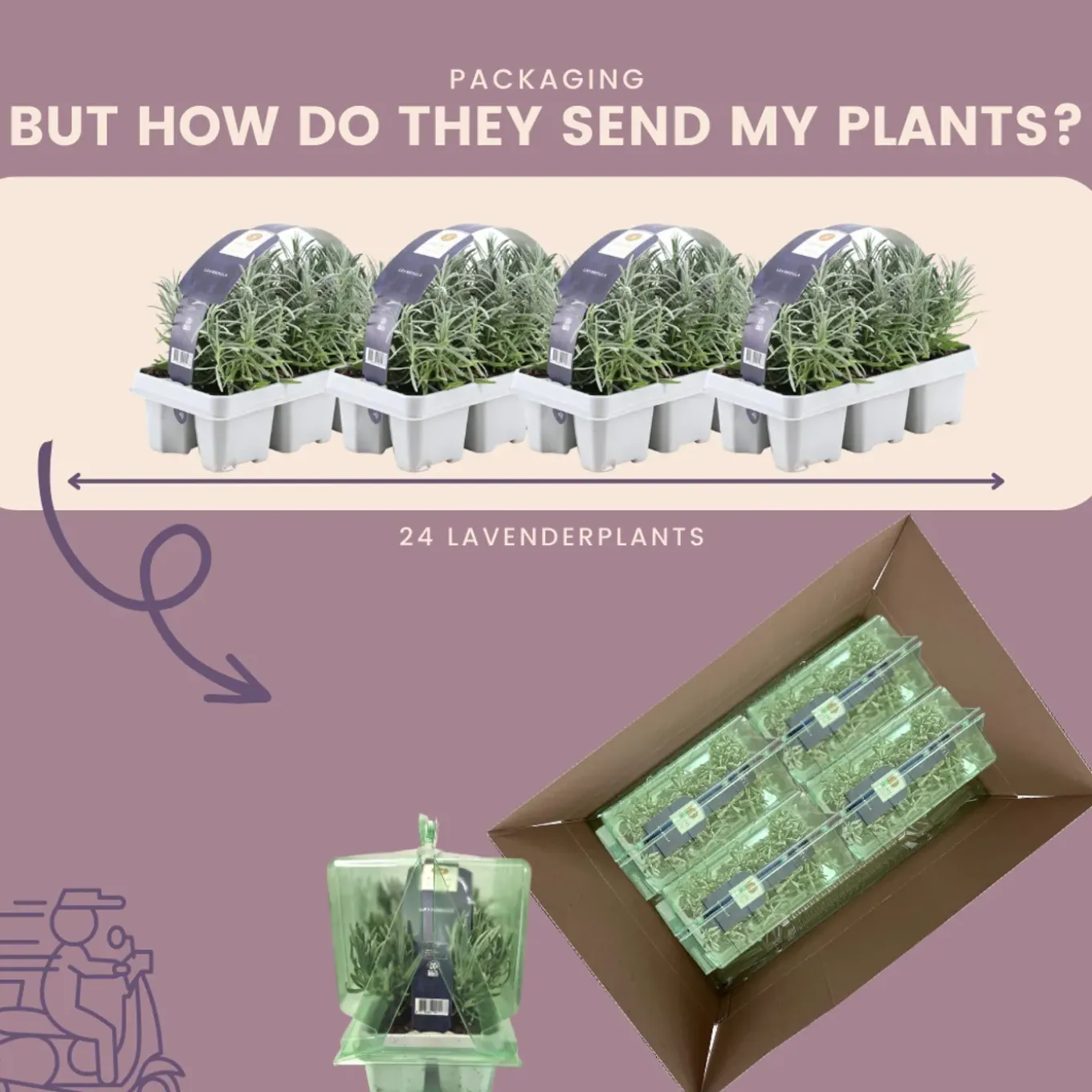 Plants By Frank - 12x Lavendel Planten - Tuinplanten - Lilablauw - Pot 7 Cm
