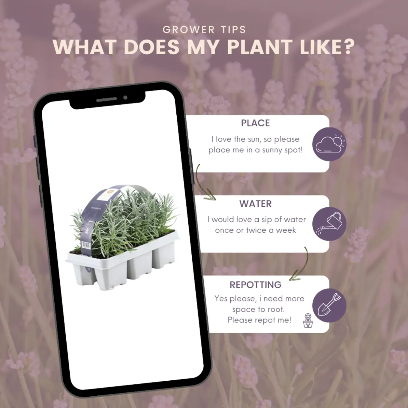 Plants By Frank - 12x Lavendel Planten - Tuinplanten - Lilablauw - Pot 7 Cm