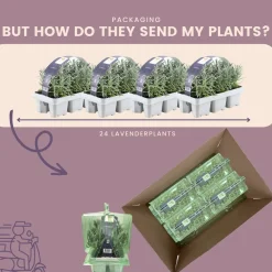 Plants by Frank - 24x Lavendel Plant - Tuinplanten - Lilablauw - Pot 7 Cm