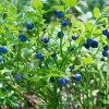 Plants by Frank - 6x Vaccinium Corymbosum Bio - Bosbes - Fruitplanten - Pot 13 Cm