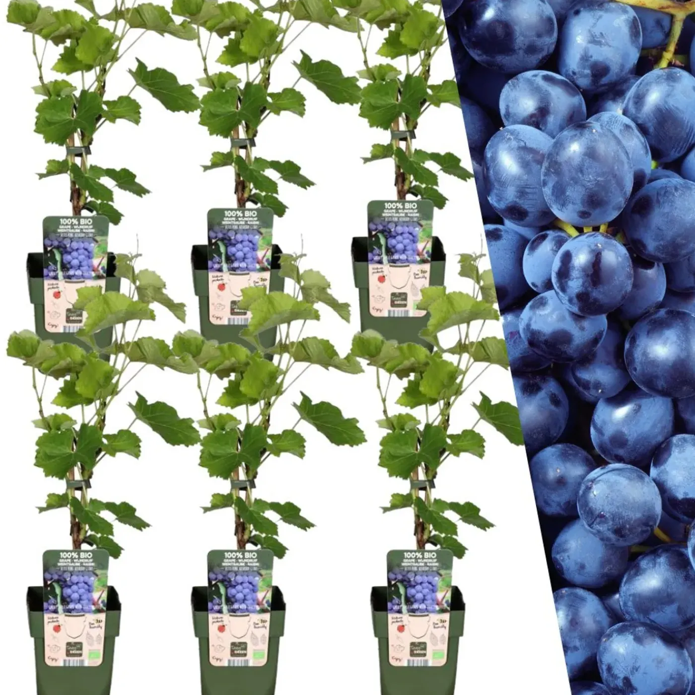 Plants by Frank - 6x Vaccinium Corymbosum Bio - Bosbes - Fruitplanten - Pot 13 Cm