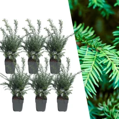 Plants by Frank - 6x Venijnboom - Taxus Baccata - Haagplanten - Pot 13 Cm