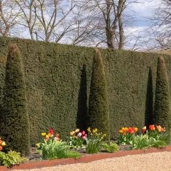 Plants by Frank - 6x Venijnboom - Taxus Baccata - Haagplanten - Pot 13 Cm