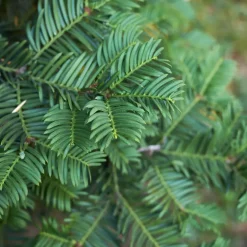 Plants by Frank - 6x Venijnboom - Taxus Baccata - Haagplanten - Pot 13 Cm
