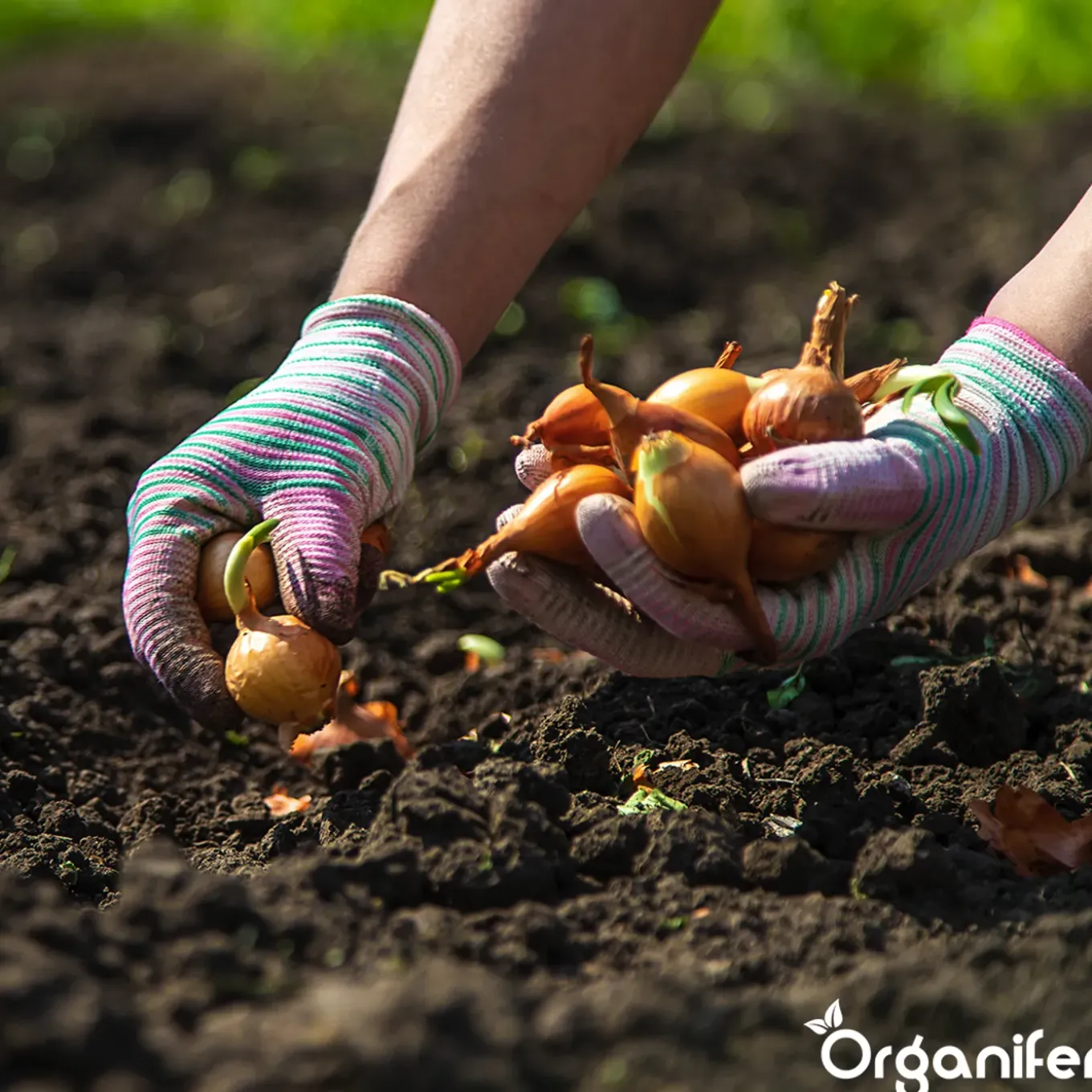 Plantuien Sturon 14/21 - 500 kg - Organifer