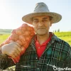 Plantuien Sturon 14/21 - 250 kg - Organifer