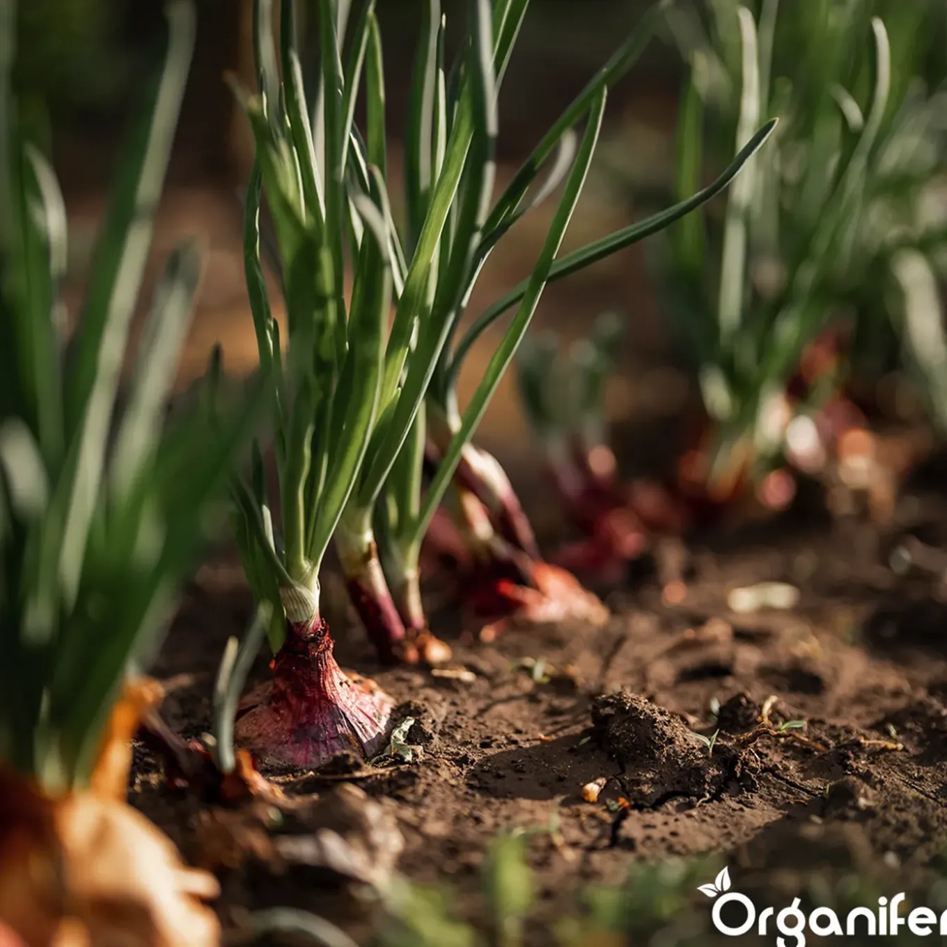 Plantuien Sturon 14/21 - 250 kg - Organifer