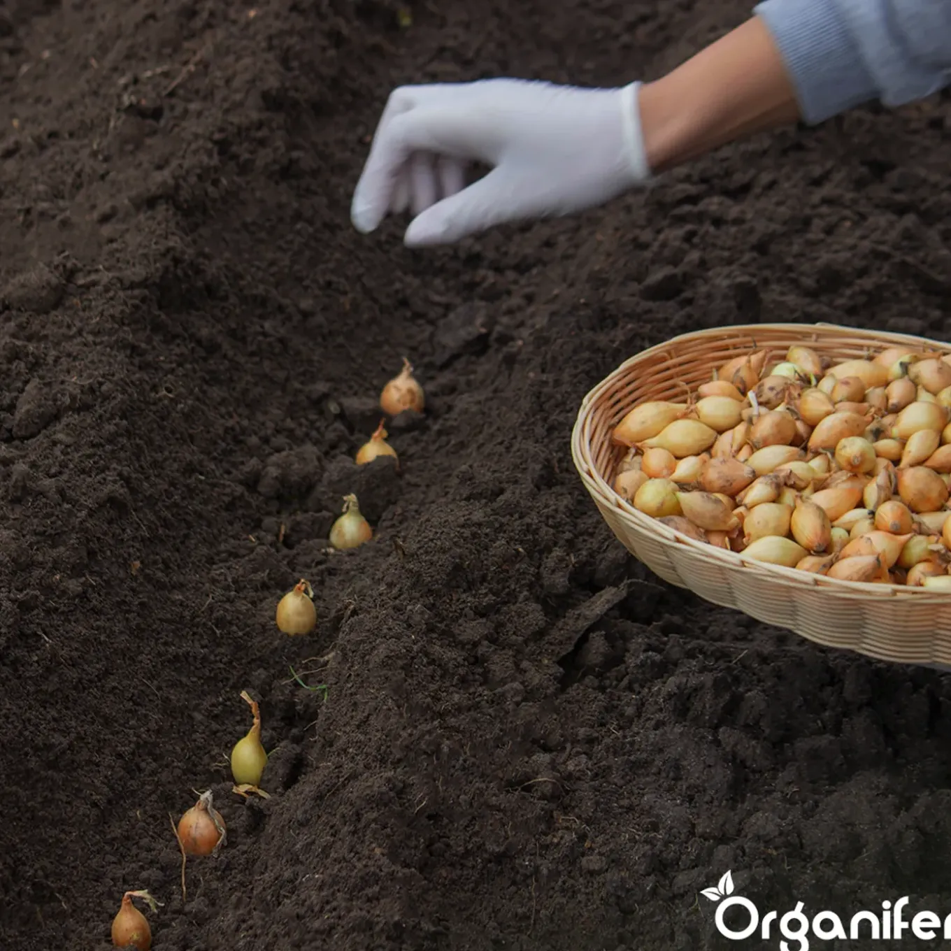 Plantuien Sturon 14/21 - 250 kg - Organifer