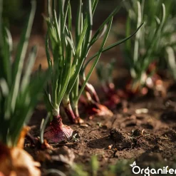 Organifer Plantuien Sturon 14/21 - 1000 kg -