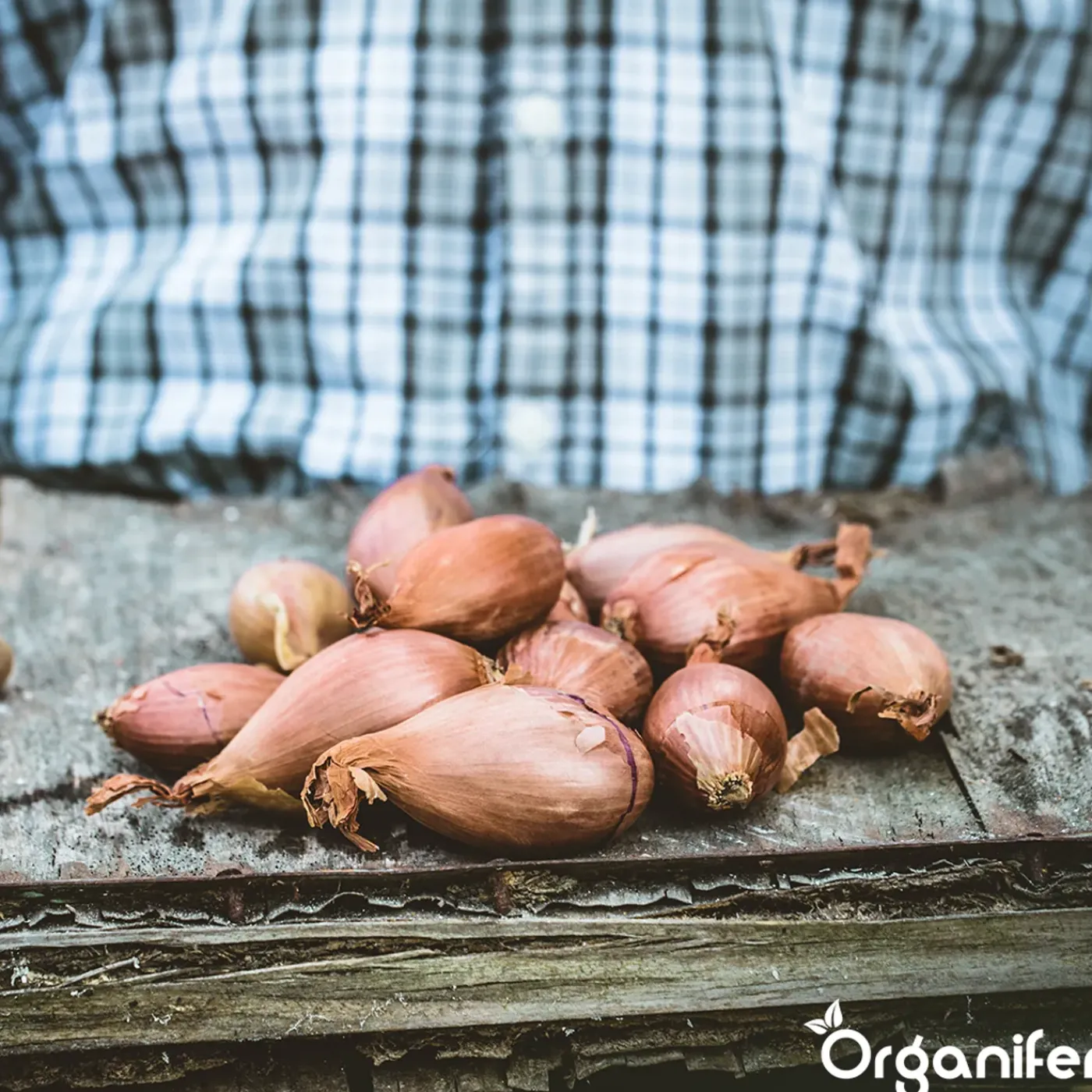 Organifer Plantuien Sturon 14/21 - 1000 kg -