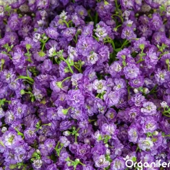 Organifer Plukbloemen Mengsel - Colour - 32 Soorten Snijbloemen - 500 G Voor 250 M2 -