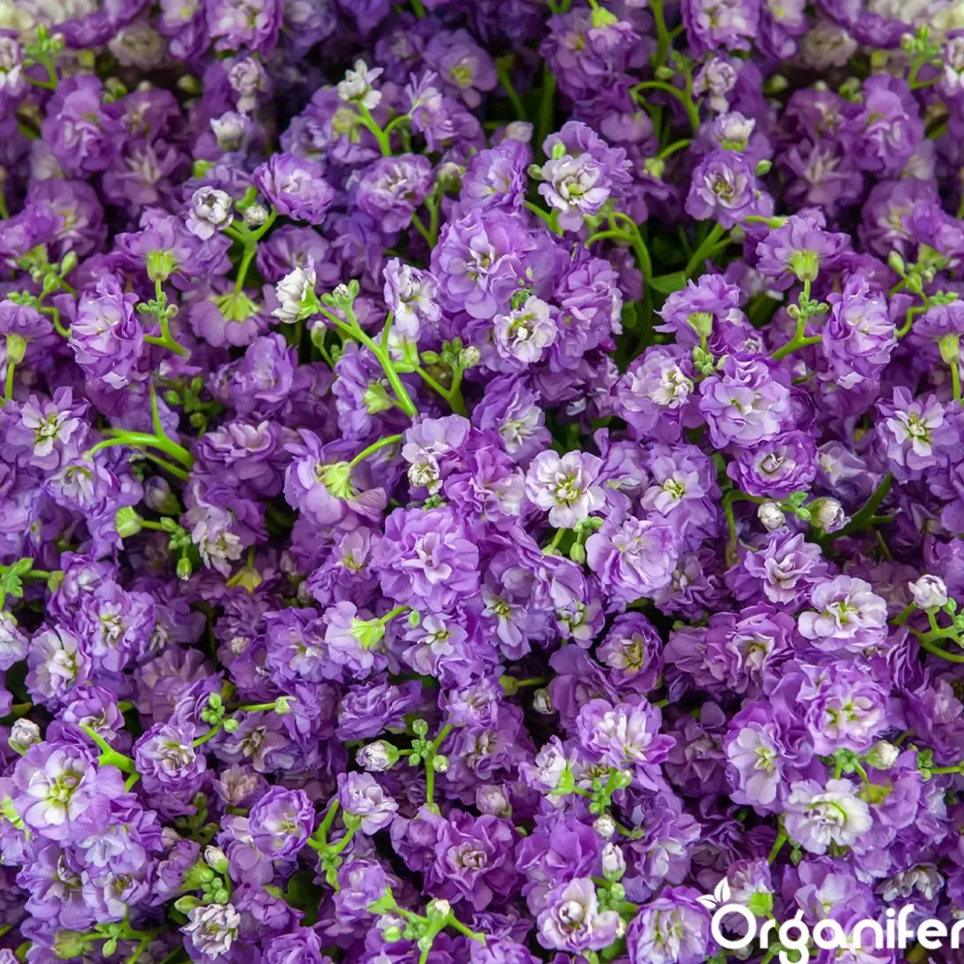 Plukbloemen Mengsel - Colour - 32 Soorten Snijbloemen - 100 G Voor 50 M2 - Organifer