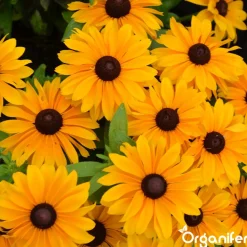 Plukbloemen Mengsel - Colour - 32 Soorten Snijbloemen - 100 G Voor 50 M2 - Organifer