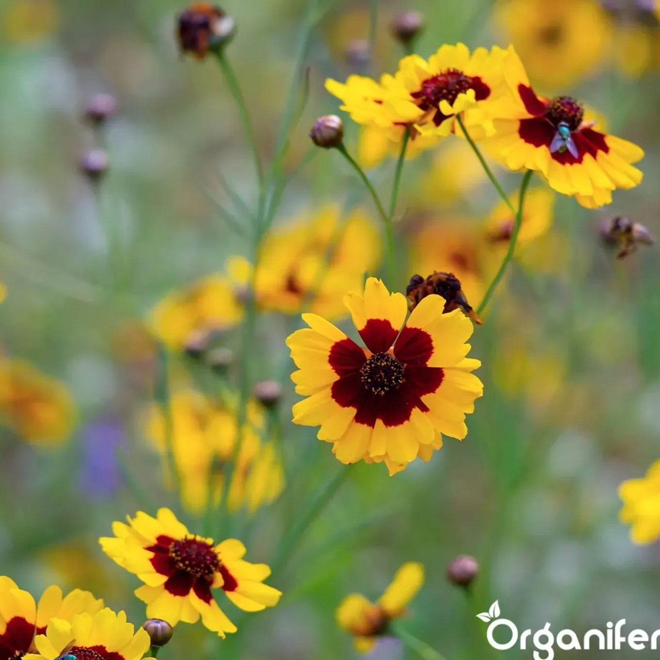 Plukbloemen Mengsel - Colour - 32 Soorten Snijbloemen - 100 G Voor 50 M2 - Organifer