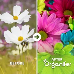 Organifer Plukbloemen Mengsel - Colour - 32 Soorten Snijbloemen - 1 Kg Voor 500 M2 -