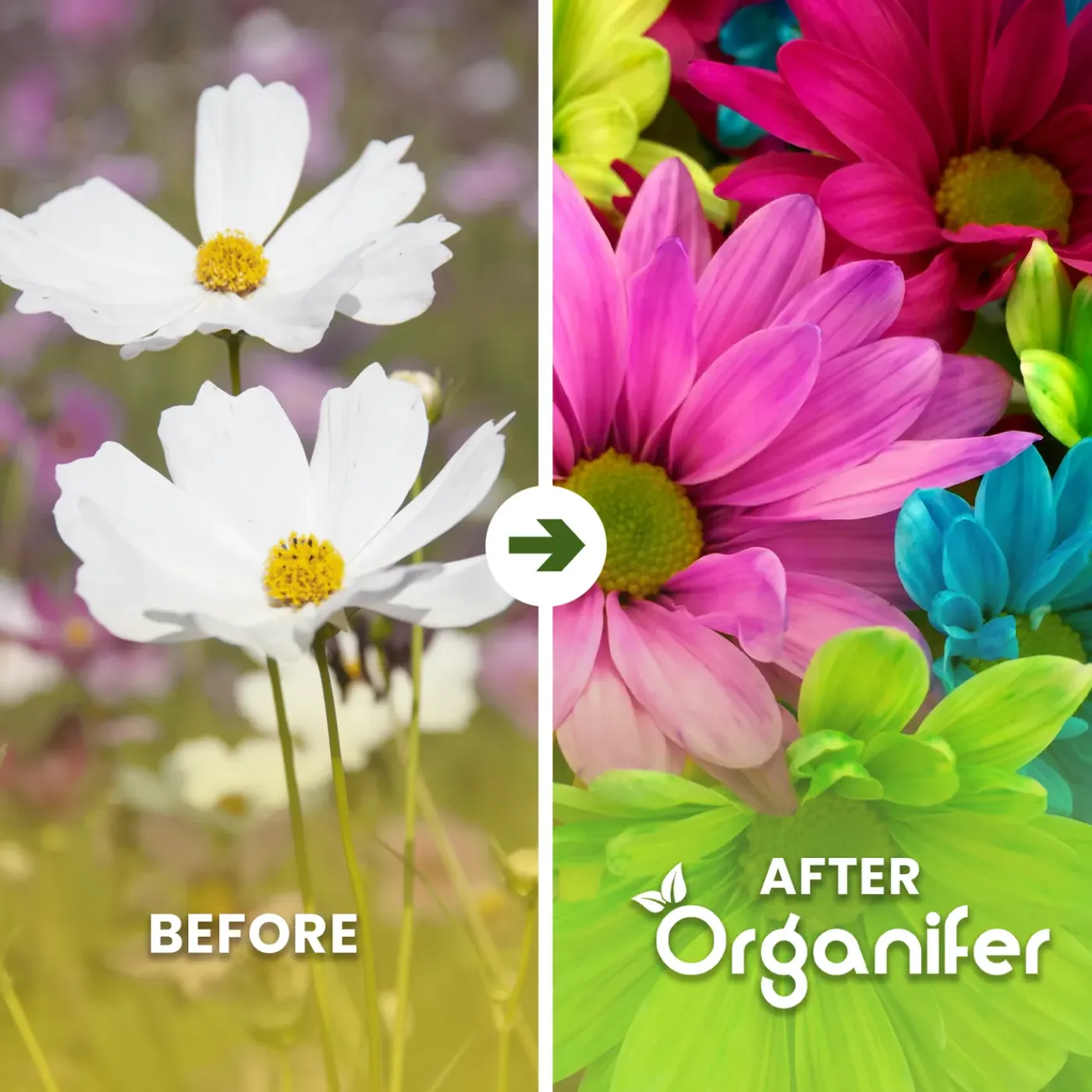Organifer Plukbloemen Mengsel - Colour - 32 Soorten Snijbloemen - 1 Kg Voor 500 M2 -