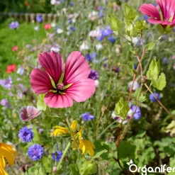 Organifer Plukbloemen Mengsel - Colour - 32 Soorten Snijbloemen - 1 Kg Voor 500 M2 -