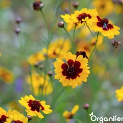 Organifer Plukbloemen Mengsel - Colour - 32 Soorten Snijbloemen - 1 Kg Voor 500 M2 -