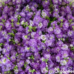 Organifer Plukbloemen Mengsel - Colour - 32 Soorten Snijbloemen - 1 Kg Voor 500 M2 -