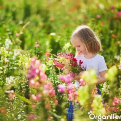 Organifer Plukbloemen Mengsel - Colour - 32 Soorten Snijbloemen - 1 Kg Voor 500 M2 -