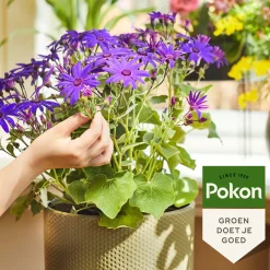 Pokon Bio Bloeiende Planten Voeding 500ml