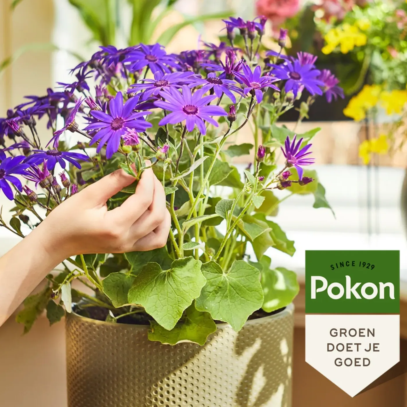 Pokon Bio Bloeiende Planten Voeding 500ml