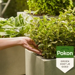 Pokon Groene Planten Voedingskorrels - 800gr