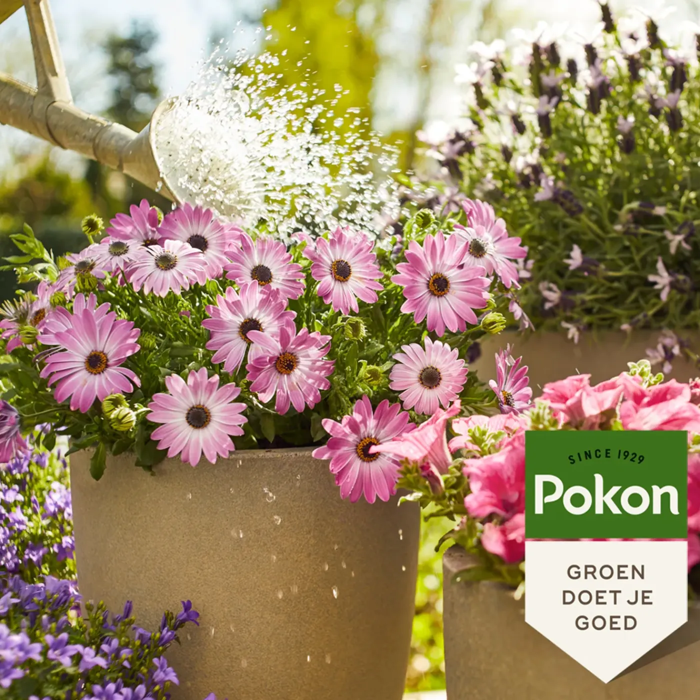 Pokon Terras & Balkon Planten Voeding - 500ml