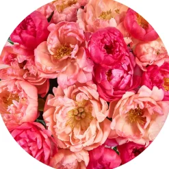Sanders & Sanders Zelfklevende Behangcirkel Bloemen Roze - Diam. 125 Cm - 611805