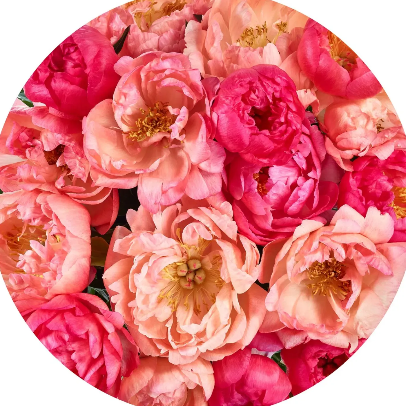 Sanders & Sanders Zelfklevende Behangcirkel Bloemen Roze - Diam. 125 Cm - 611805