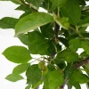 Schramas Appelboom Malus Domestica Duo Twee Soorten Aan Één Boom + Pot 23cm