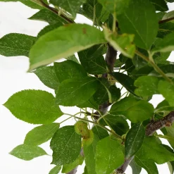 Schramas Appelboom Malus Domestica Duo Twee Soorten Aan Één Boom + Pot 23cm