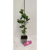 Schramas Aronia Viking + Pot 9cm 4 Stuks
