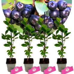 Schramas Aronia Viking + Pot 9cm 4 Stuks