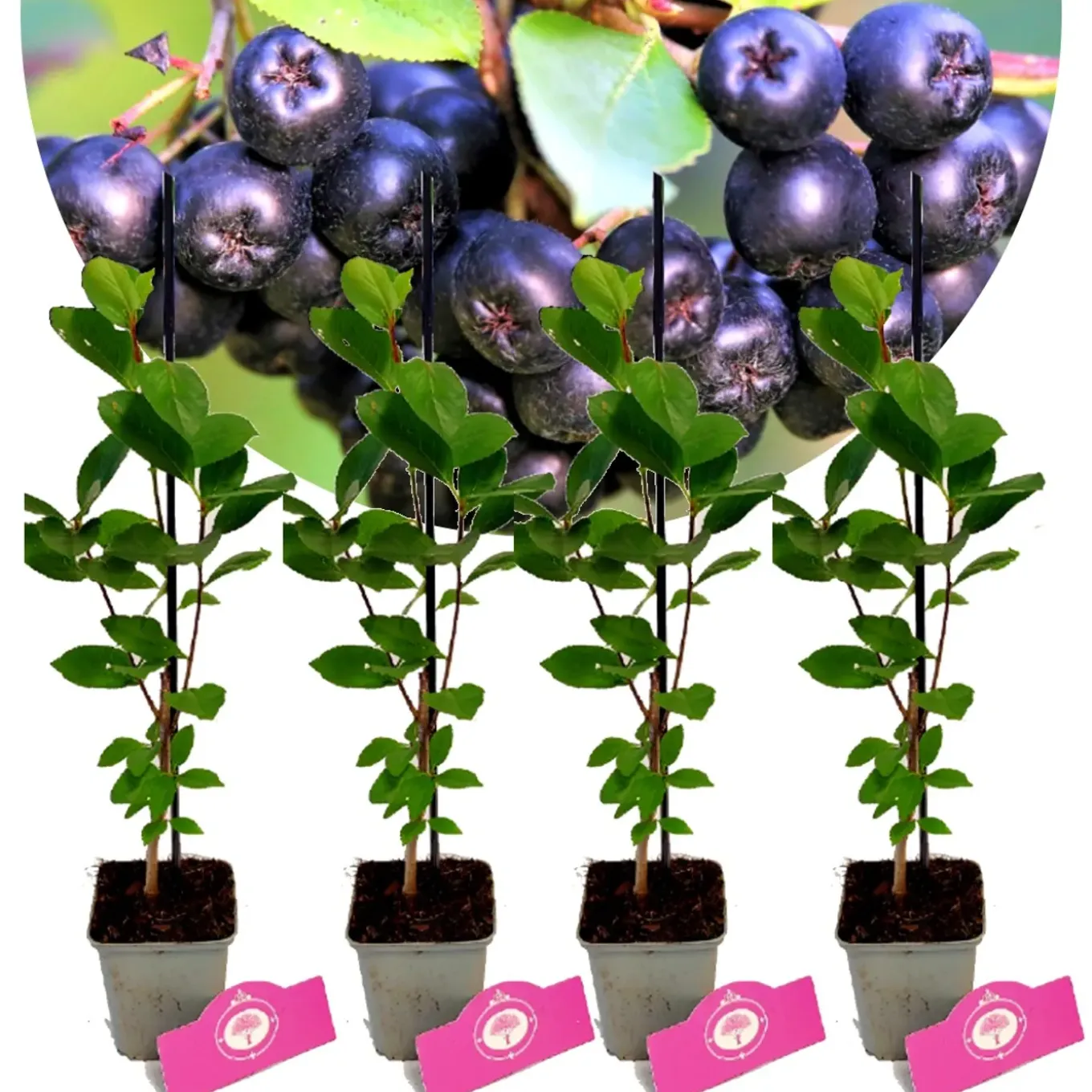 Schramas Aronia Viking + Pot 9cm 4 Stuks