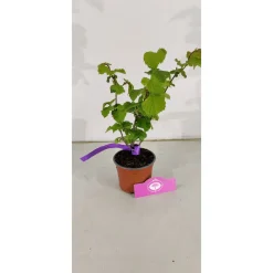 Schramas Corylus Tonda Gentile Delle Langhe + Pot 12cm