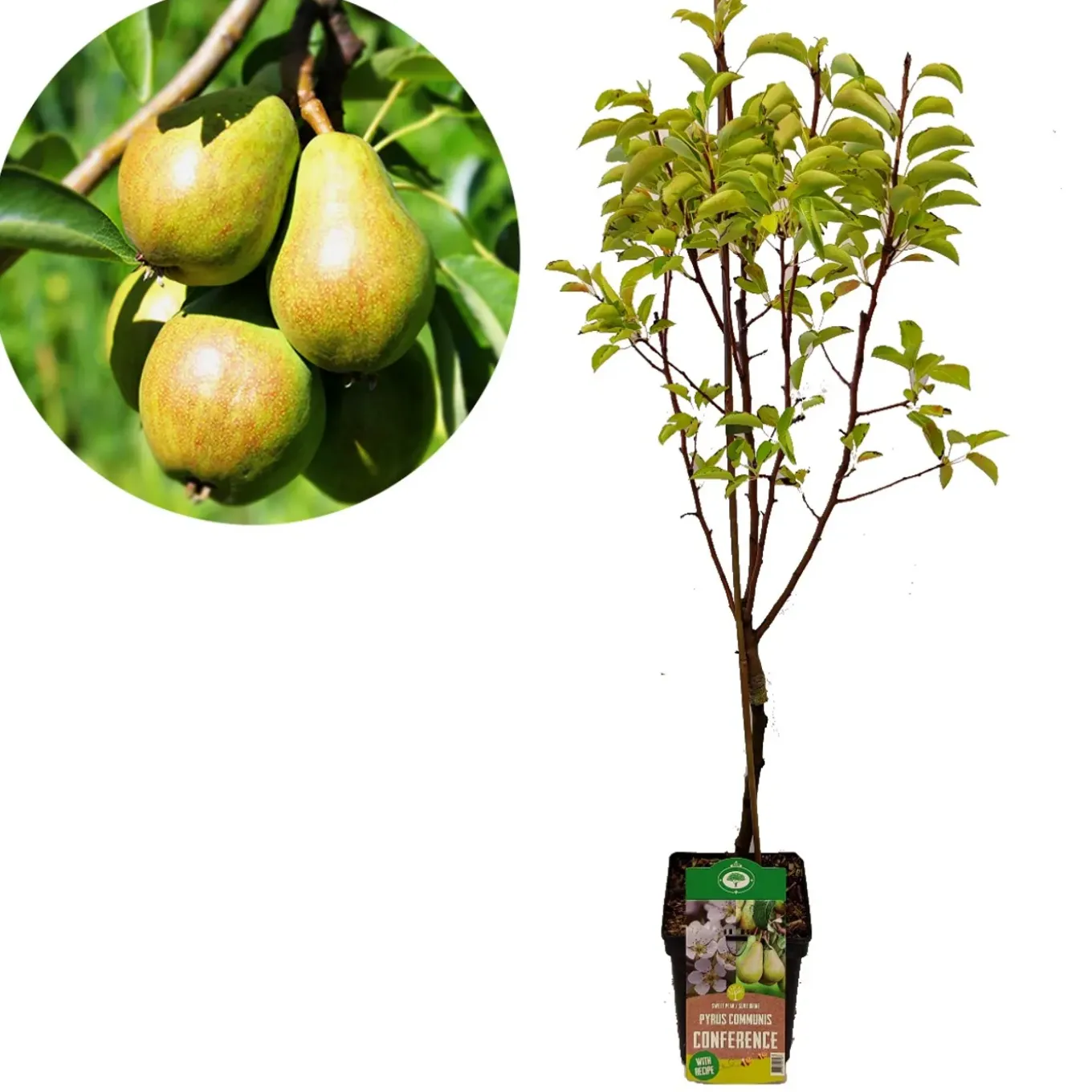 Schramas fruitbomen Appel Peer Kers + Pot 23cm 3 stuks