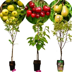 Schramas fruitbomen Appel Peer Kers + Pot 23cm 3 stuks