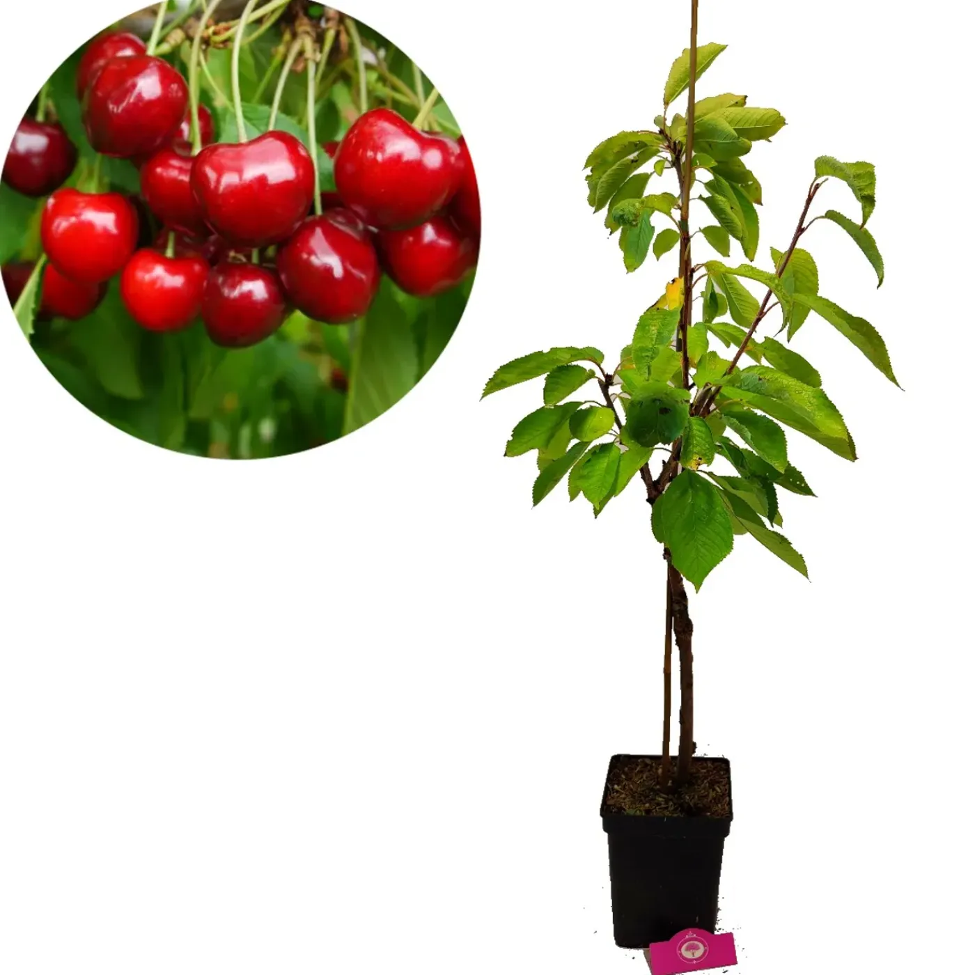 Schramas Kersenboom Prunus Avium Sylvia + Pot 23cm