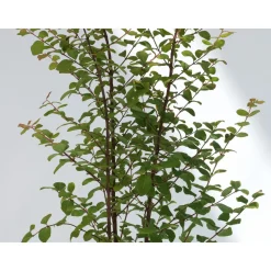 Schramas Sneeuwbes Symphoricarpos Doorenbosii Magic Berry Roze + Pot 17cm