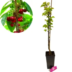 Schramas zuilkers Prunus Boas + Pot 19cm