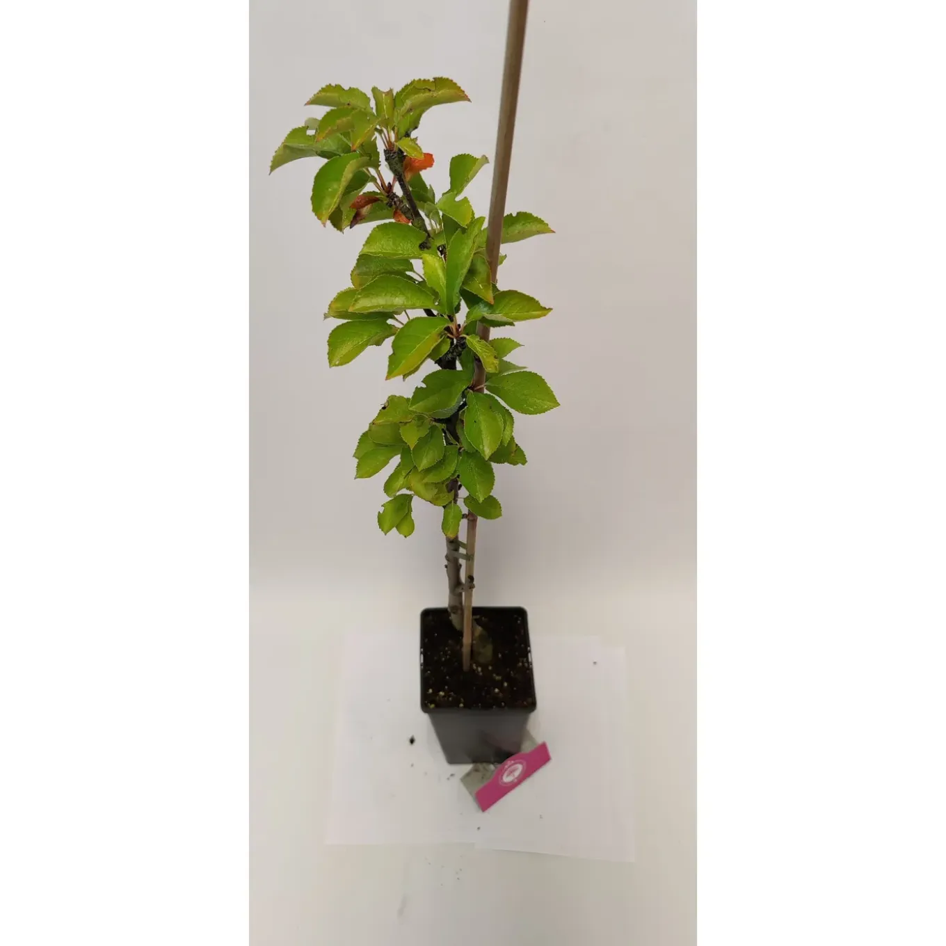 Schramas zuilkers Prunus Boas + Pot 19cm