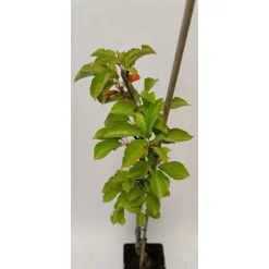 Schramas zuilkers Prunus Boas + Pot 19cm