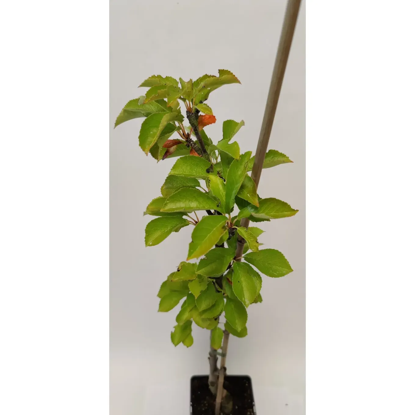 Schramas zuilkers Prunus Boas + Pot 19cm