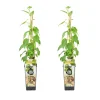 Bloomique Set Van 2 - Actinidia Arguta Issai - Kiwibes - Fruitplanten - Hoogte 50-70 Cm - Pot 15 Cm