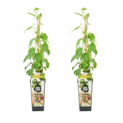 Bloomique Set Van 2 - Actinidia Arguta Issai - Kiwibes - Fruitplanten - Hoogte 50-70 Cm - Pot 15 Cm
