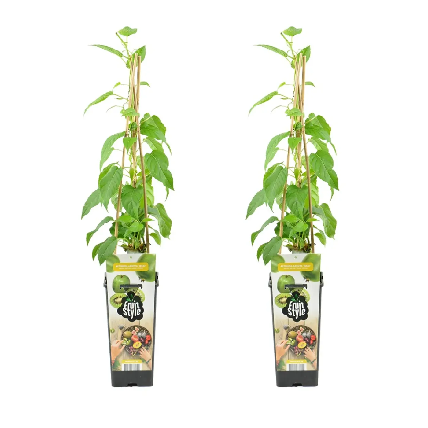 Bloomique Set Van 2 - Actinidia Arguta Issai - Kiwibes - Fruitplanten - Hoogte 50-70 Cm - Pot 15 Cm