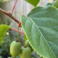 Bloomique Set Van 2 - Actinidia Arguta Issai - Kiwibes - Fruitplanten - Hoogte 50-70 Cm - Pot 15 Cm