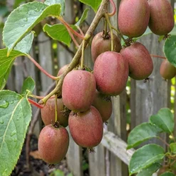 Bloomique Set Van 2 - Actinidia Arguta Issai 'ken's Red' - Rode Kiwibes - Hoogte 50-70 Cm - Pot 15 Cm